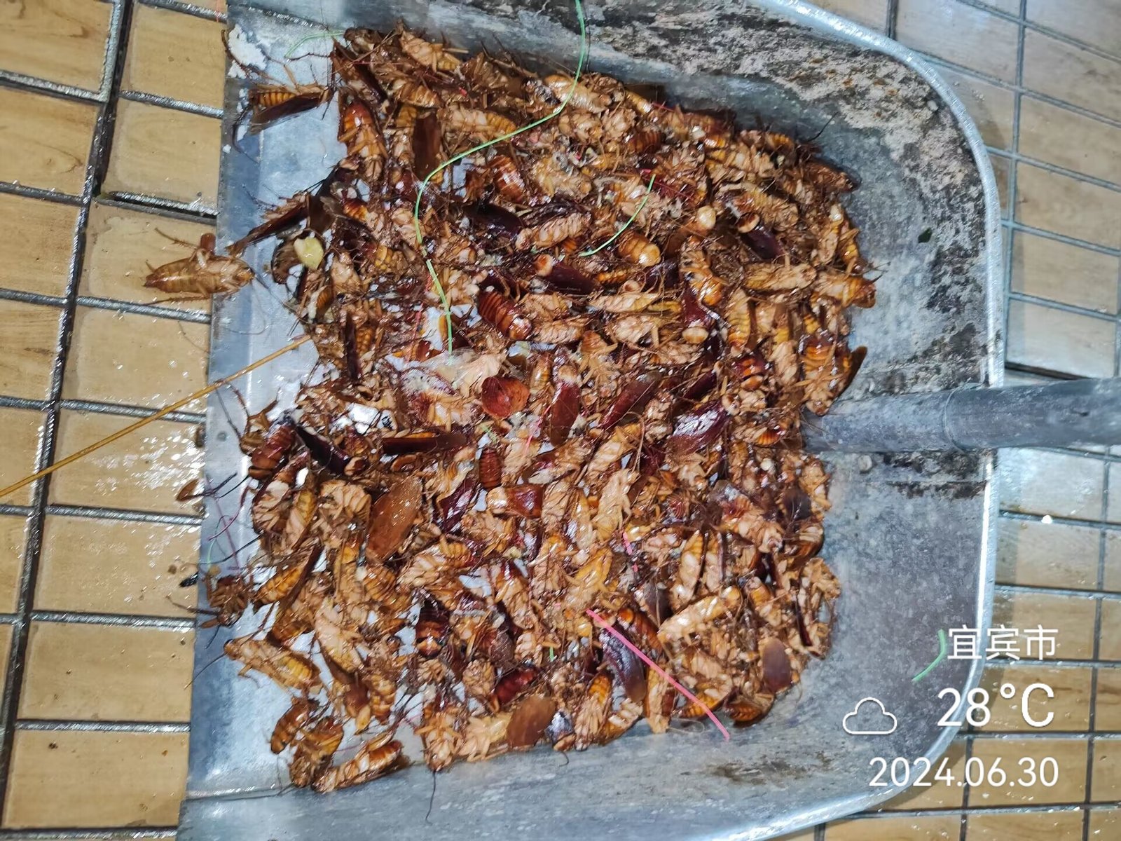 宜宾市优创有害生物防治有限公司