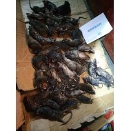 老鼠防治效果